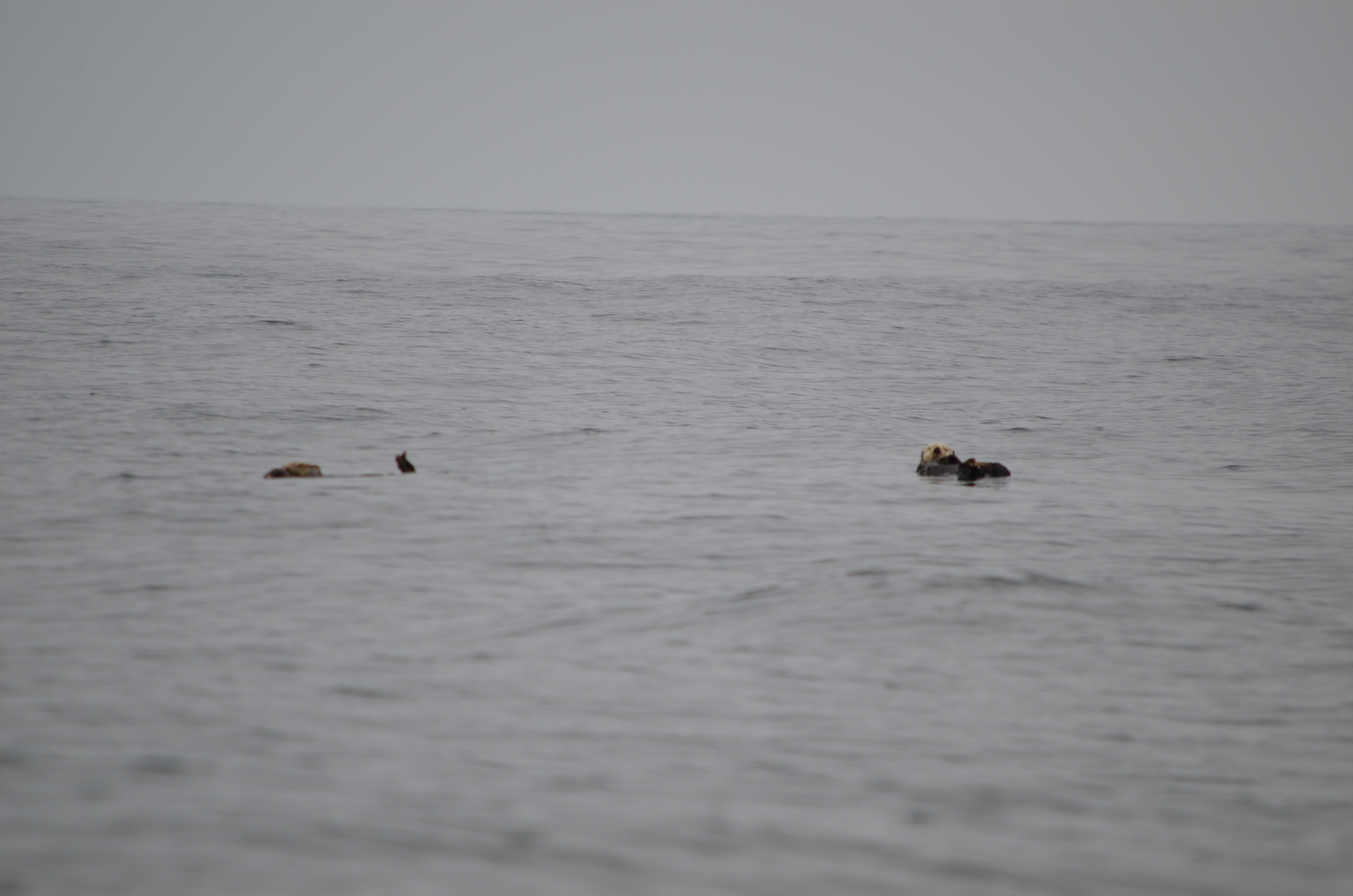 photos/wildlife/Mammal_Species/Sea Otter/DSC_0365.JPG